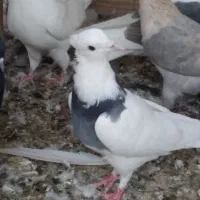 گمشده طوقی ماده کلایی|حیوانات|رفسنجان, |دیوار