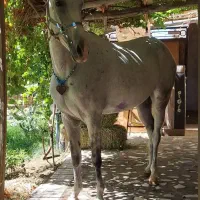 اسب|اسب و تجهیزات اسبسواری|ورامین, ریحان آباد|دیوار