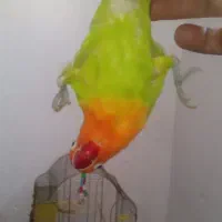 طوطی برزیلی فول رام|پرنده|سنندج, |دیوار