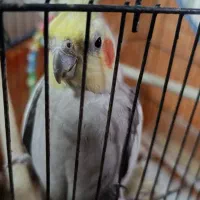 عروس هلندی نر و ماده