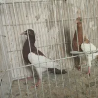 با سلام جفت یهودی جوجه یک افول