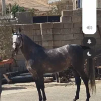 اسب کرد