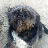 سگ شیتزو کراس مشکی