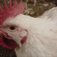 نیروی کار آقا جهت کار در مرغداری