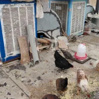 مرغ ویاندت واسمانی ومحلی