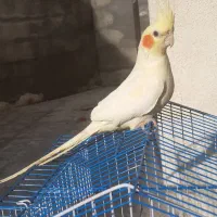 عروس هلندی بالغ سخنگو و سرلاکی و مرغ عشق