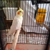عروس هلندی سخنگو