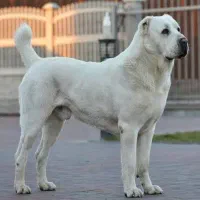 قفقازی وارداتی سرابی آلابای|سگ|کوهسار (البرز), |دیوار