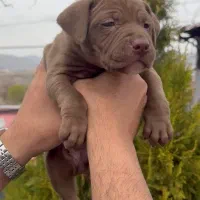 توله پیتبول اصل اصل