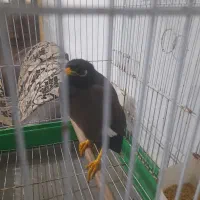 مینای سوخنگو