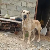 واگذاری یا معاوضه ماده سرابی ۳ سال