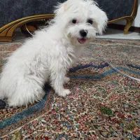 سگ تربیت شده باهوش تمام واکسن هاش هم زده شده