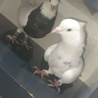 ی جفت طوقی الماسی و زرین|پرنده|چابهار, |دیوار