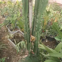 گل افوربیا.یوکا .فیلتوس