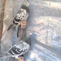 کفتر پلاکی