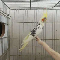 طوطی‌عروس‌‌دستی|پرنده|قم, سید معصوم|دیوار