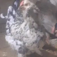 تخم نطفه دار گلین