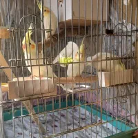 طوطی عروس هلندی لوتینو