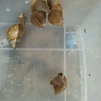۴عددحلزون نژاد دار تخم گذار بزرگ