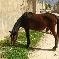 فروش،اسب مادیون درشول کره دار