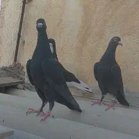 دوتاطوقی ماده  ودوتازیل یه خوشرنگ|پرنده|محمدیه-قزوین, |دیوار