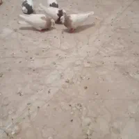 شش عدد توقی یک میلون مقطوع