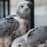 جوجه کاسکو فول دستی سخنگو و جفت مولد اقساط