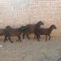 فروش بره غزل افشار سبک وزن و بره نر چینی