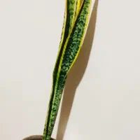 زاموفیلیا ی بلک|گل و گیاه طبیعی|سرپل ذهاب, |دیوار