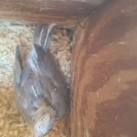 جوجه عروس سرلاکی|پرنده|بندرعباس, |دیوار