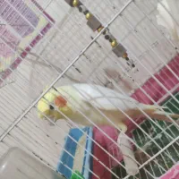 عروس هلندی زیبا خوش صدا...