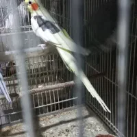 عروس هلندی  نر تعداد بارنگهای مختلف