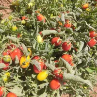 اجاره زمین جهت کشت گوجه