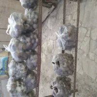 چغندرلبو|خدمات باغبانی و درختکاری|برخوار, |دیوار