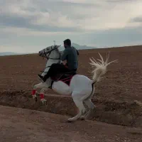 مادیان شکم‌ خالی|اسب و تجهیزات اسب‌سواری|سنندج, |دیوار