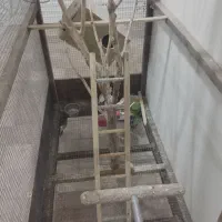 قفس بزرگ پرنده|لوازم جانبی حیوانات|تهران, شهرک استقلال|دیوار