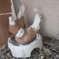 کفتر کبوتر