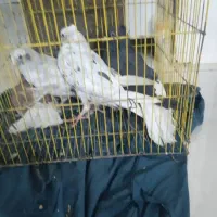 کبوترهای دم سفید