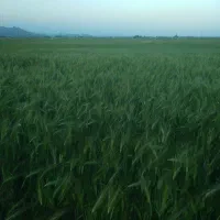 فروش جو بذری