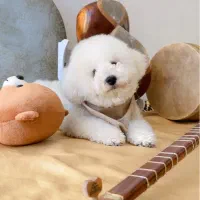 برای توله گیری|سگ|کرمانشاه, |دیوار