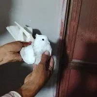 خال سرور کاکلی پرپا