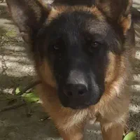 سگ ژرمن شپهرد|سگ|رزن, |دیوار