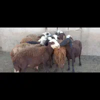 فروش میش افشار