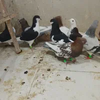 ادرس قزوین الوند|پرنده|الوند, |دیوار