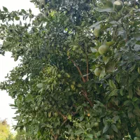 فروش زمین ویلایی ۲۵۰ متری در رامسر|فروش زمین و ملک کلنگی|تهران, اکباتان|دیوار