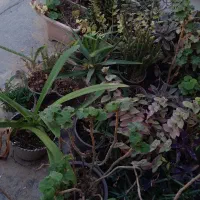 فروش گل های طبیعی یکجا وتکی|گل و گیاه طبیعی|گنبد کاووس, |دیوار