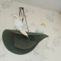 طوطی عروس لوتینو 4 ماهه و 6 ماهه