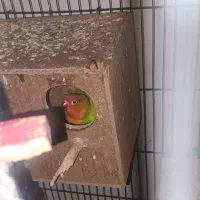 جفت برزیلی سفید و سبز