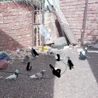 طوقی دم سفید پلنگ