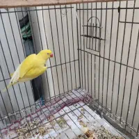 طوطی ملنگو ماده  لوتینو بالغ